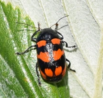 Cryptocephalus loreyi